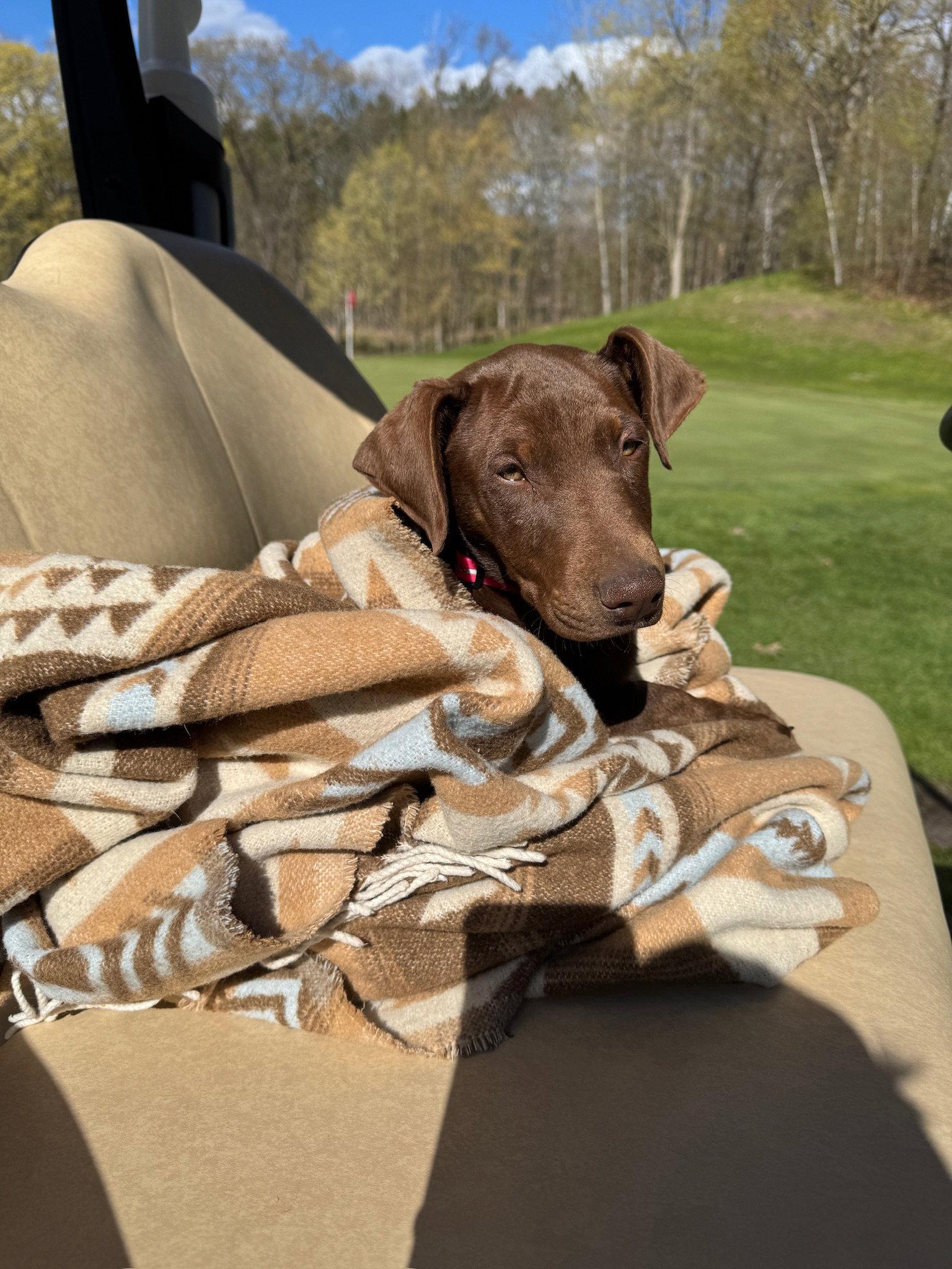 Sally, a Adoptable Doberman Pinscher in Minneapolis, MN image 3/3