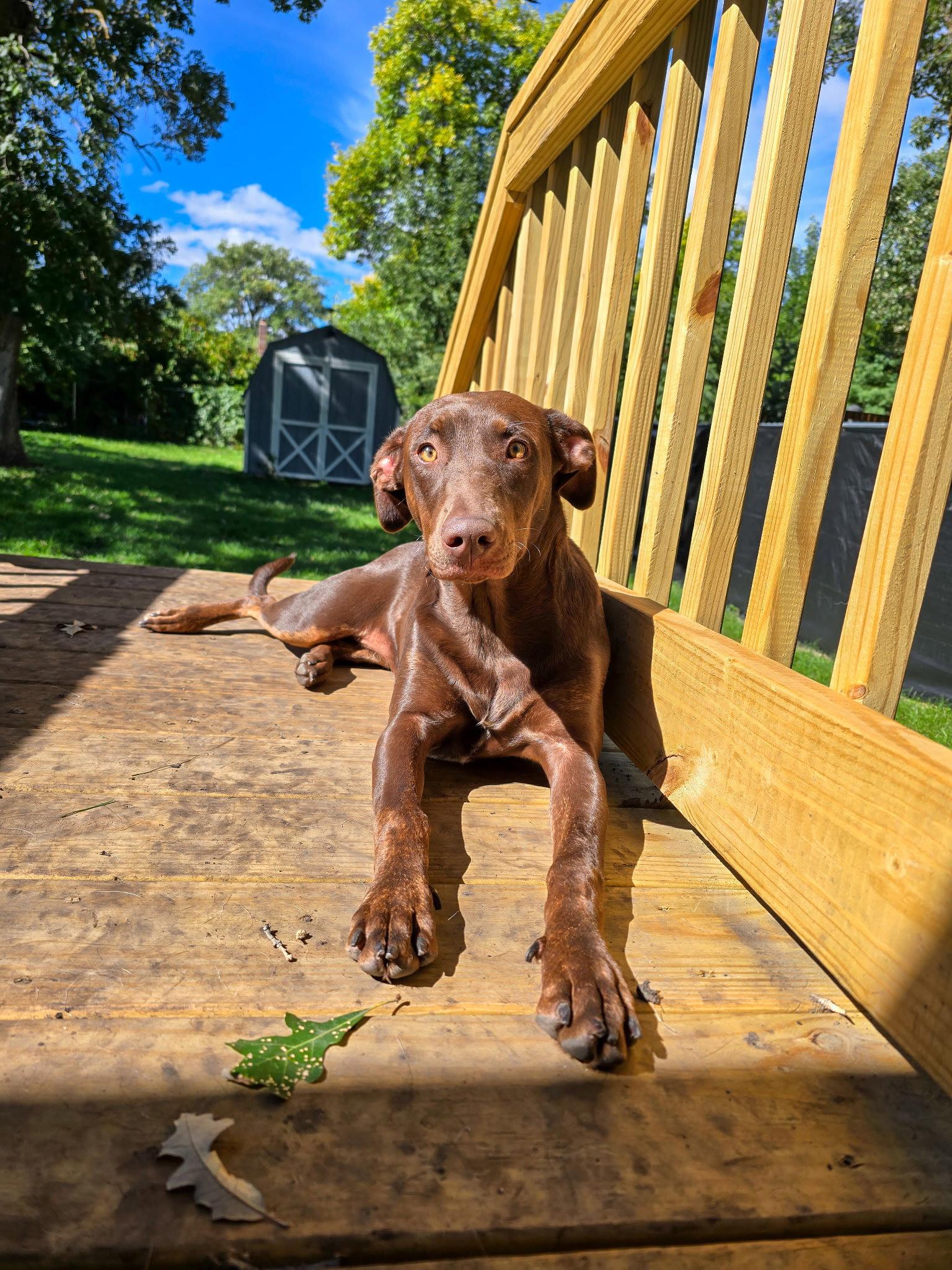 Enlarge Sally, a Adoptable Doberman Pinscher in Minneapolis, MN image 2/3