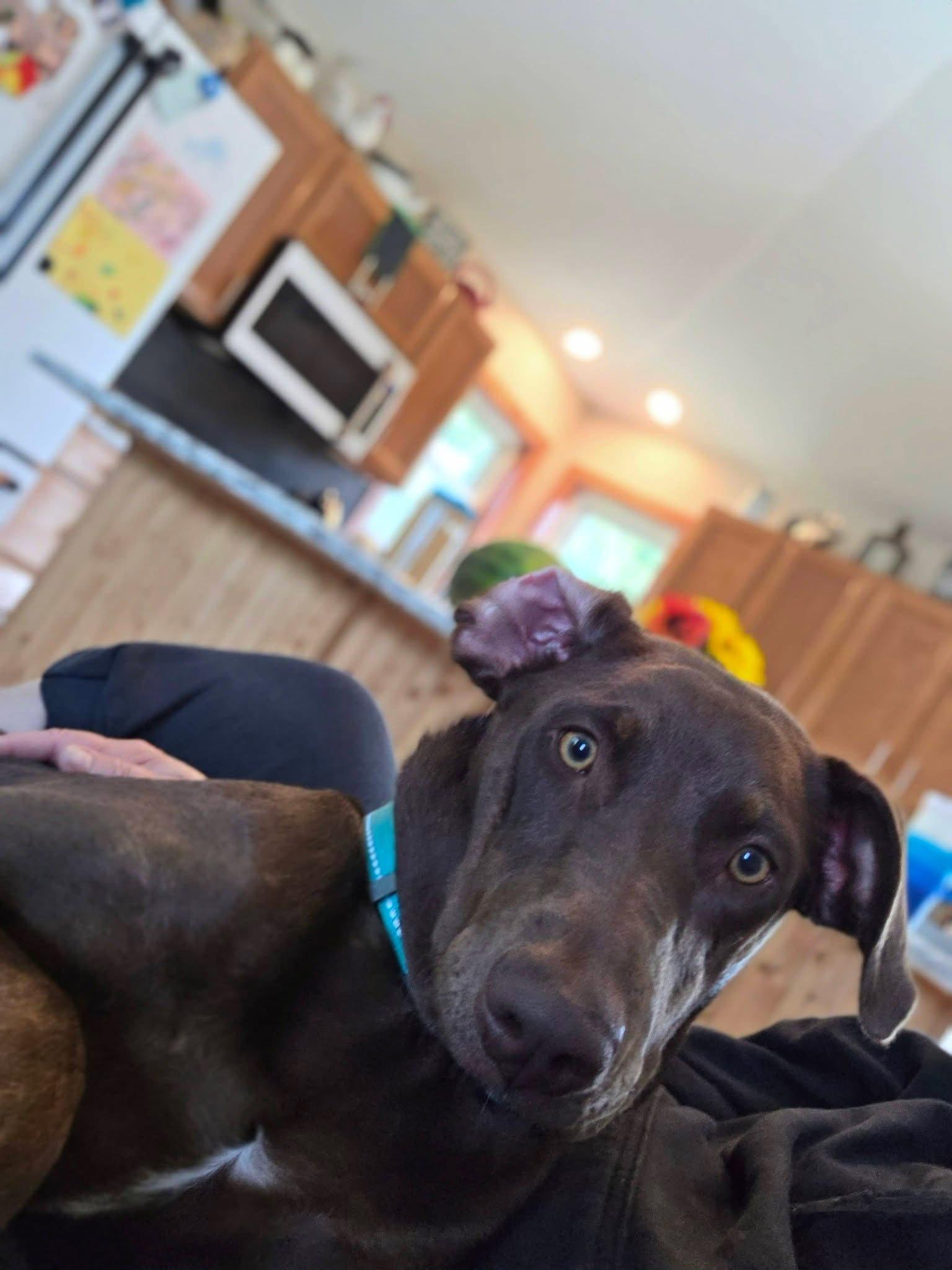 Sally, a Adoptable Doberman Pinscher in Minneapolis, MN image 3/3