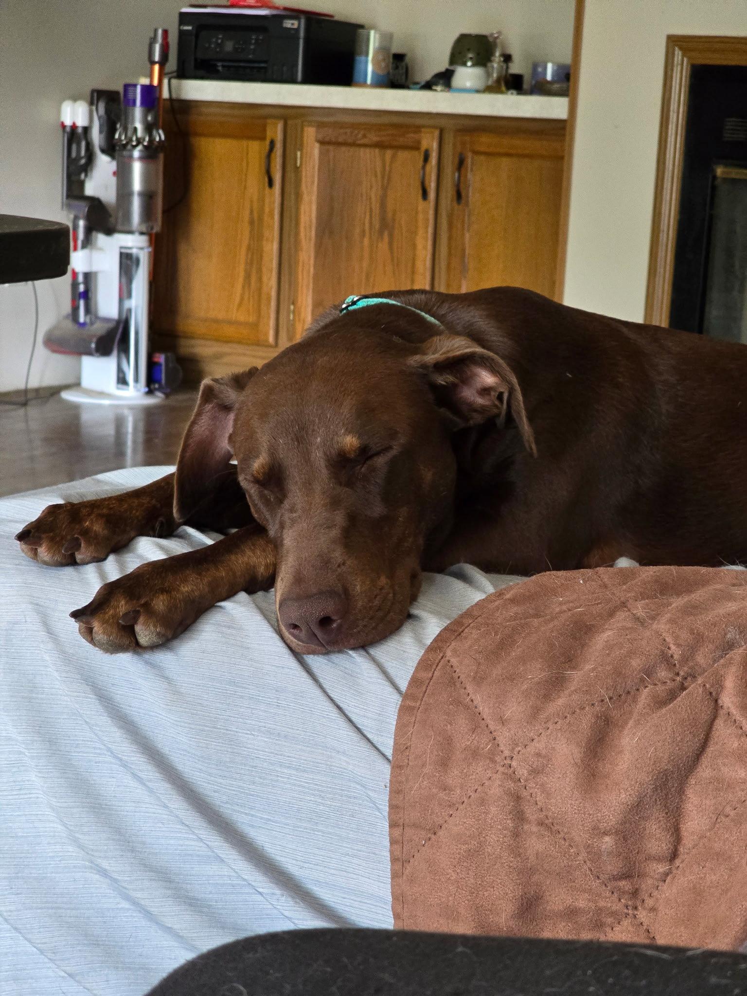 Enlarge Sally, a Adoptable Doberman Pinscher in Minneapolis, MN image 3/3