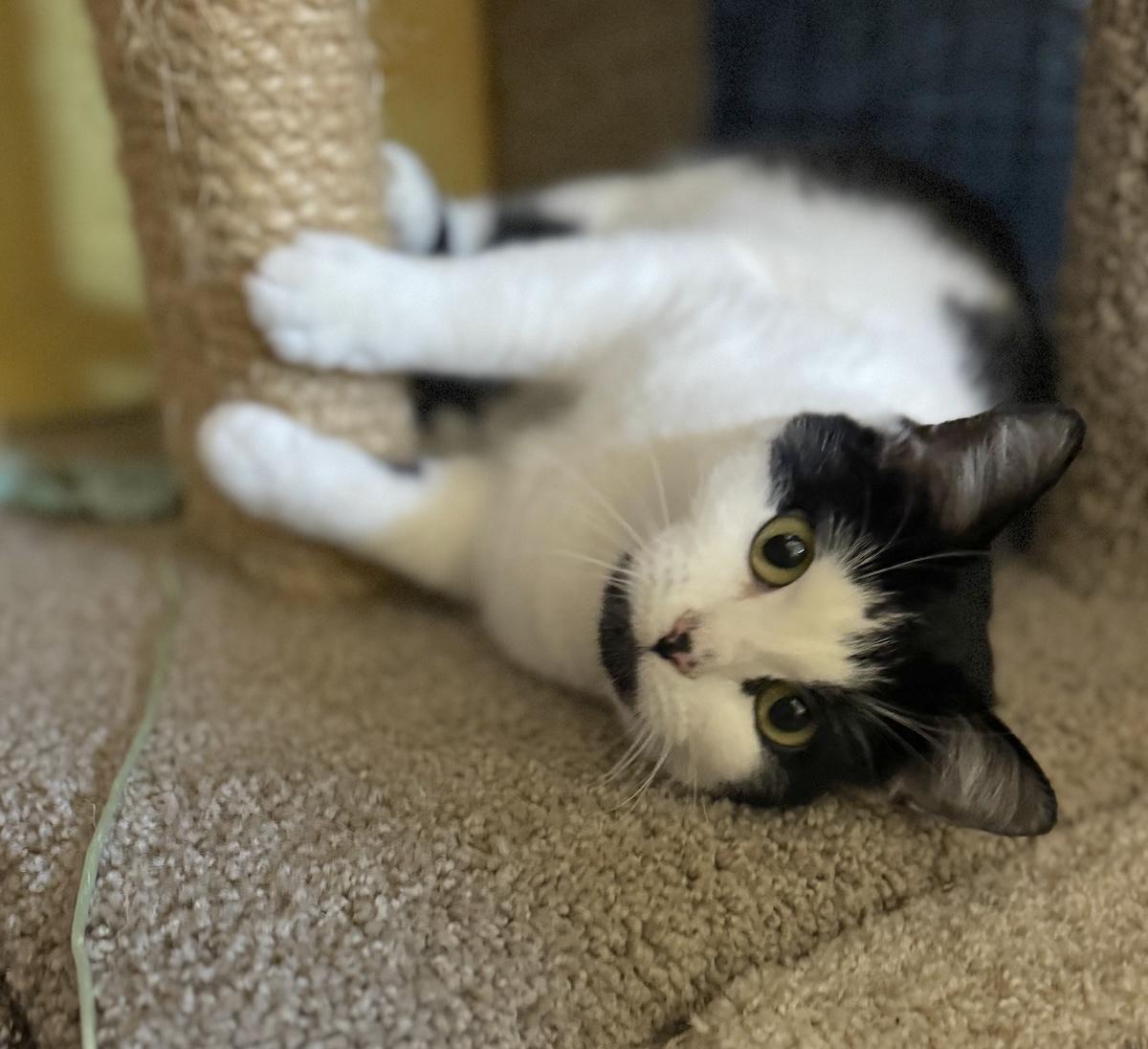Enlarge Annie, a ADOPTABLE Domestic Short Hair in Bedford, VA image 3/3
