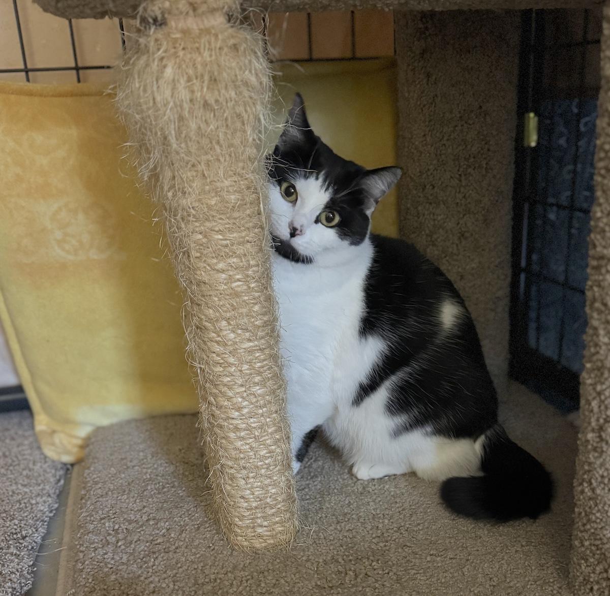 Enlarge Annie, a ADOPTABLE Domestic Short Hair in Bedford, VA image 2/3