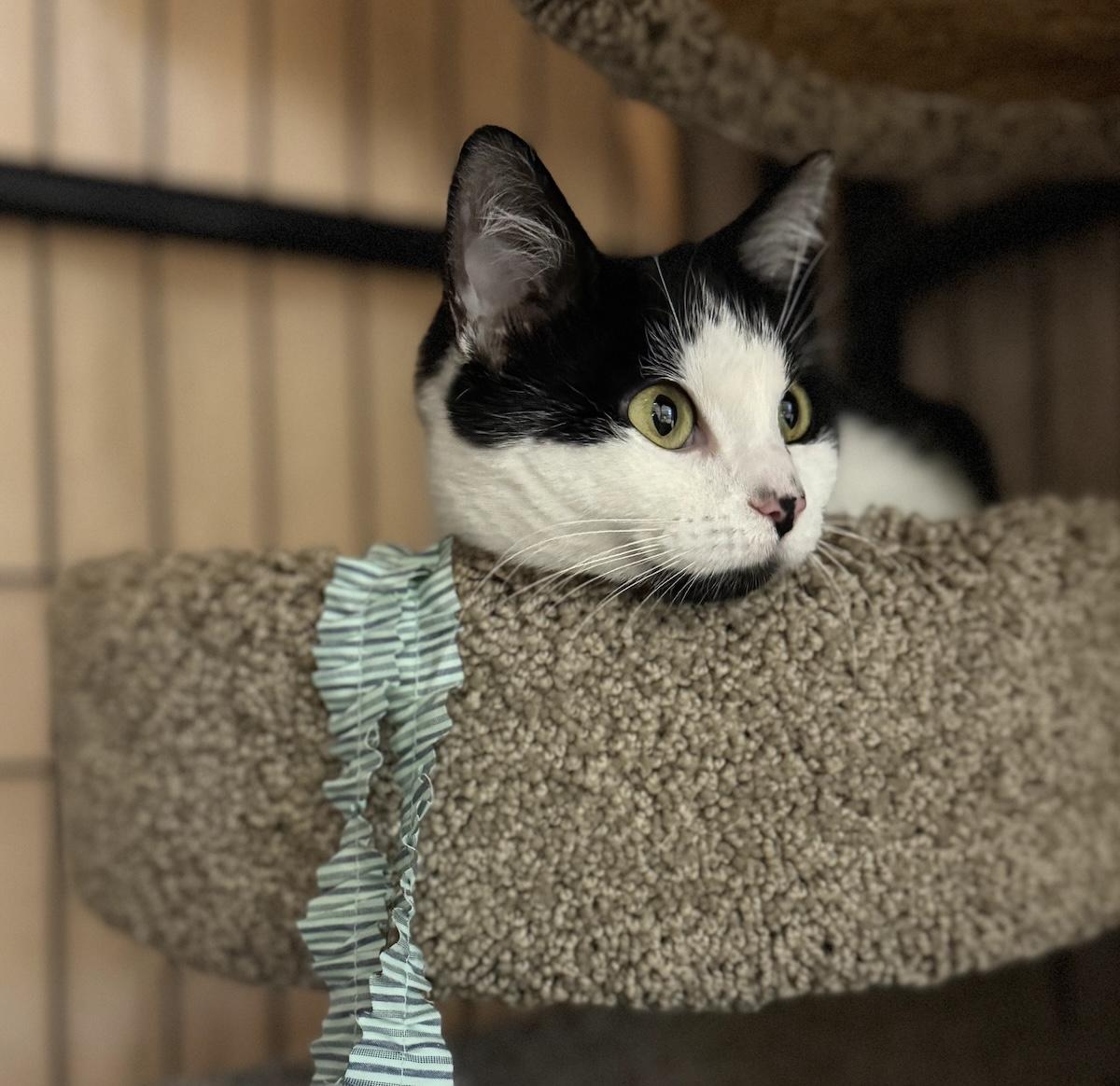 Enlarge Annie, a ADOPTABLE Domestic Short Hair in Bedford, VA image 1/3