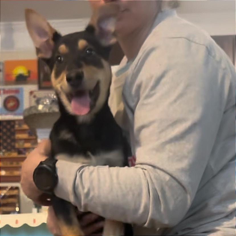 Oberoth, Adoptable, Puppy Male Mixed Breed.