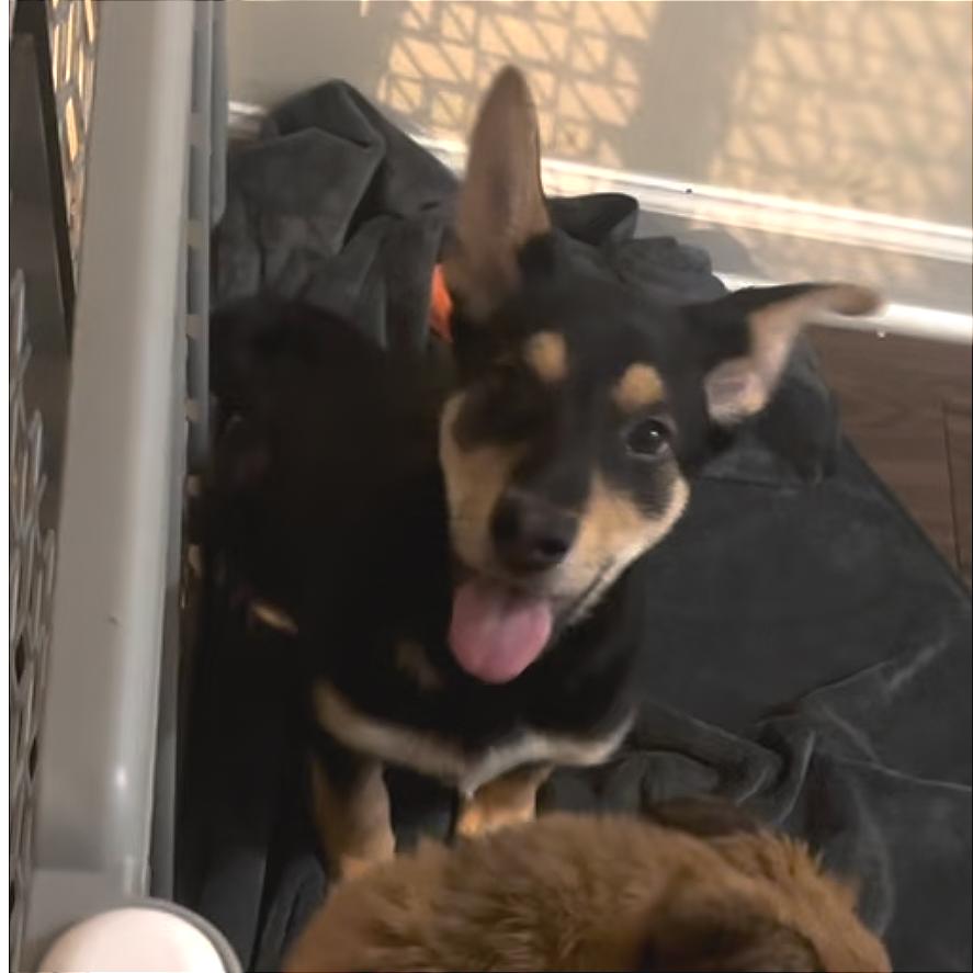 Oberoth, a Adoptable Mixed Breed in Fredericksburg, VA image 3/3