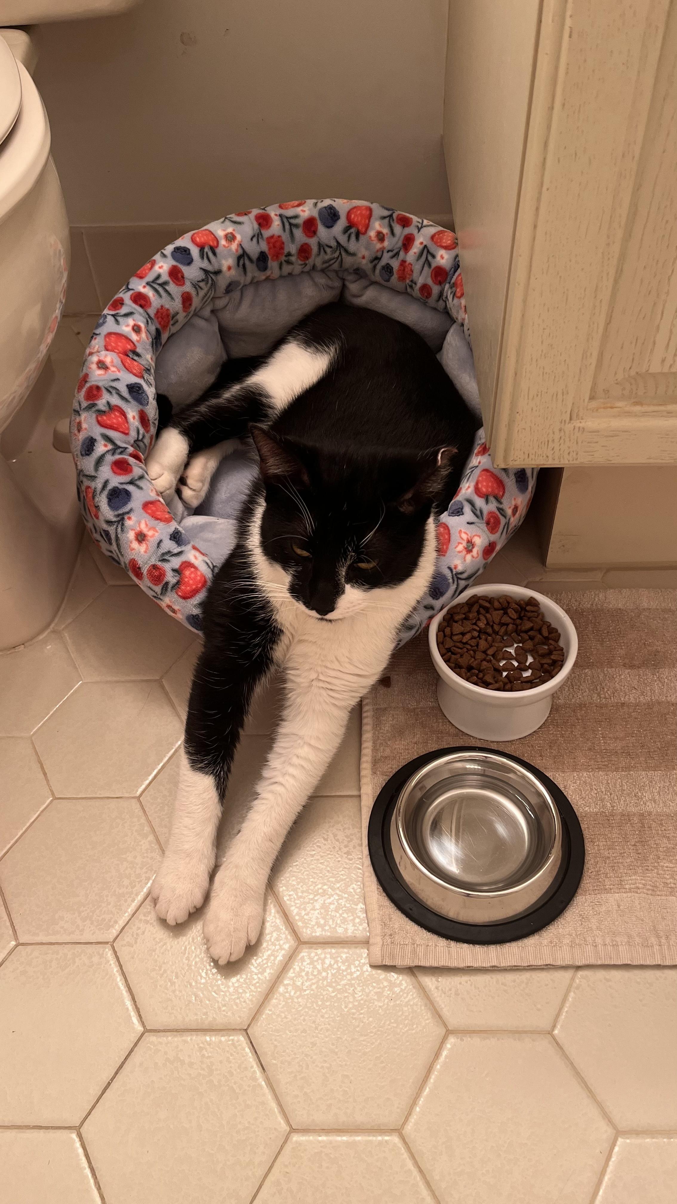 Enlarge Barry, a ADOPTABLE Domestic Short Hair in Galloway, NJ image 3/5