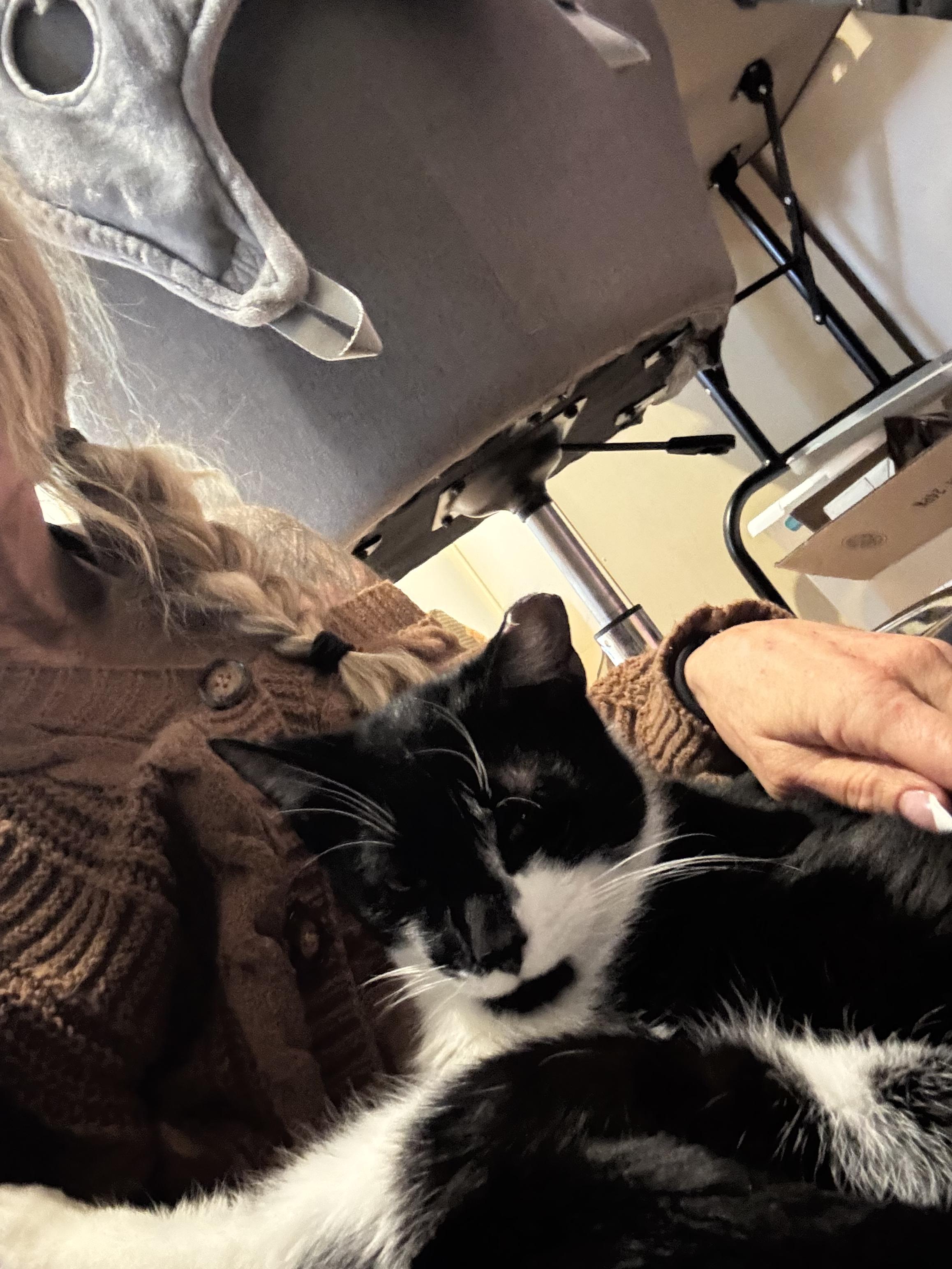 Barry, ADOPTABLE, Adult Male Domestic Short Hair.