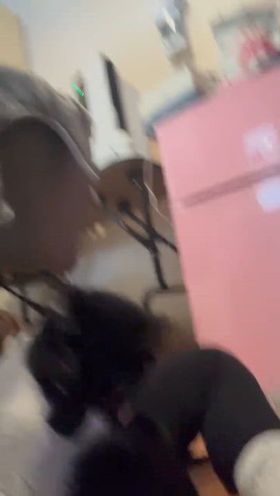 Enlarge Barry, a ADOPTABLE Domestic Short Hair in Galloway, NJ video 5/5