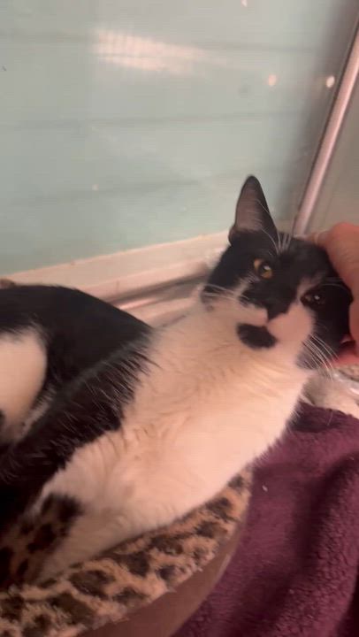 Enlarge Barry, a ADOPTABLE Domestic Short Hair in Galloway, NJ video 2/5