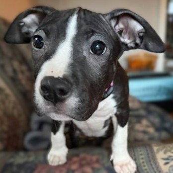 Ava, Adopted, Puppy Female Pit Bull Terrier.