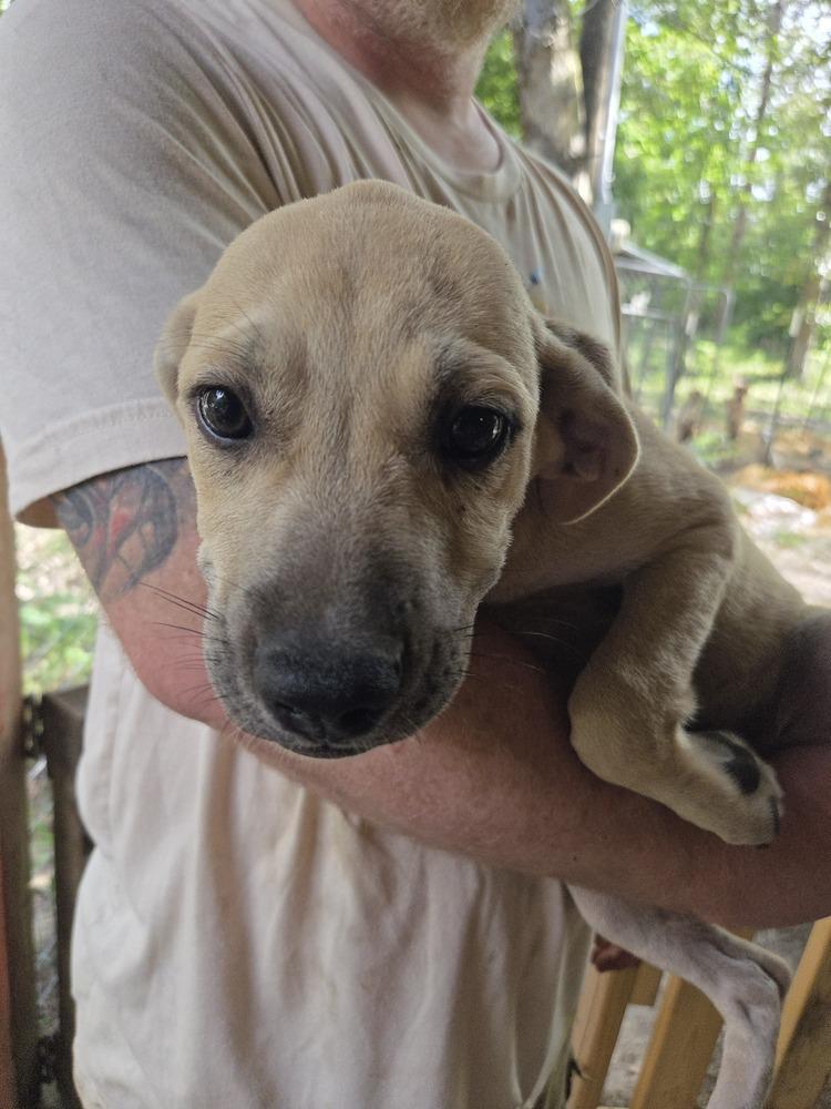 Enlarge Jordi, a Adoptable mixed breed in Newton, TX image 1/3