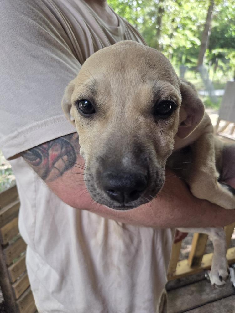 Enlarge Jordi, a Adoptable mixed breed in Newton, TX image 2/3