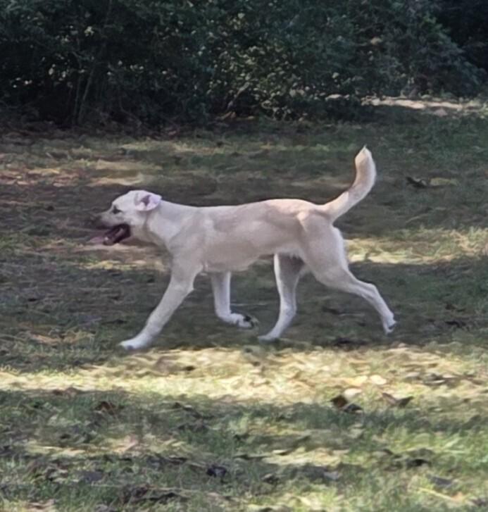 Enlarge Jordi, a Adoptable mixed breed in Newton, TX image 3/3