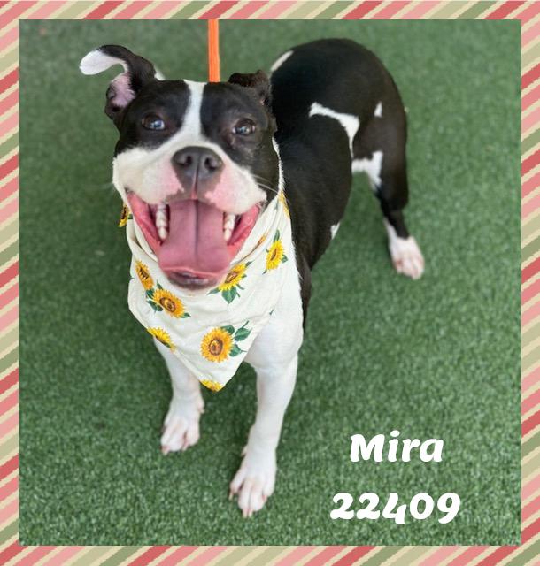 Enlarge MIRA see also SABRINA, a ADOPTABLE mixed breed in Marietta, GA image 4/6