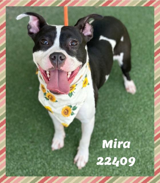 Enlarge MIRA see also SABRINA, a ADOPTABLE mixed breed in Marietta, GA image 1/6