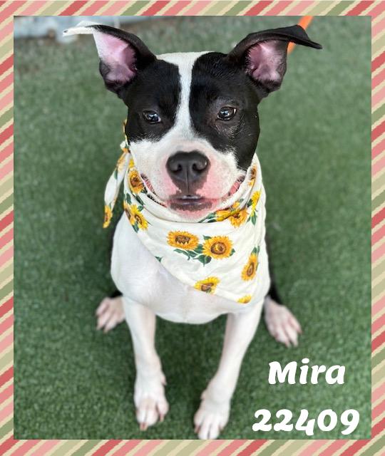 Enlarge MIRA see also SABRINA, a ADOPTABLE mixed breed in Marietta, GA image 5/6