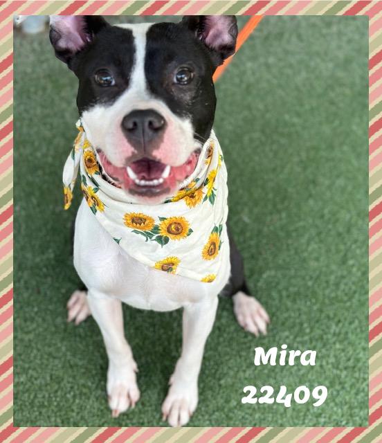 Enlarge MIRA see also SABRINA, a ADOPTABLE mixed breed in Marietta, GA image 3/6