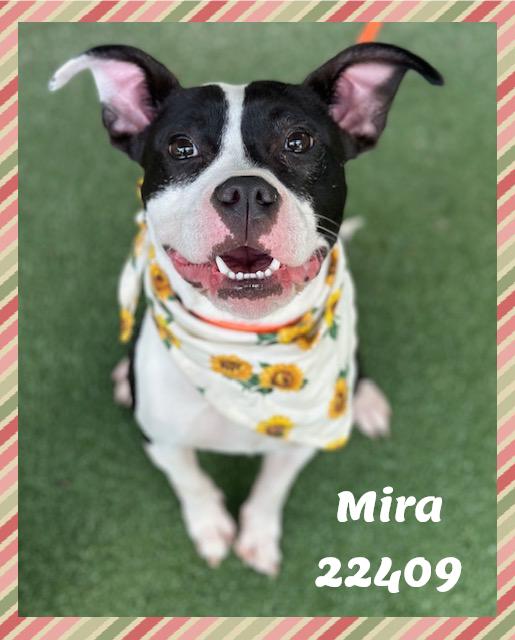 Enlarge MIRA see also SABRINA, a ADOPTABLE mixed breed in Marietta, GA image 2/6