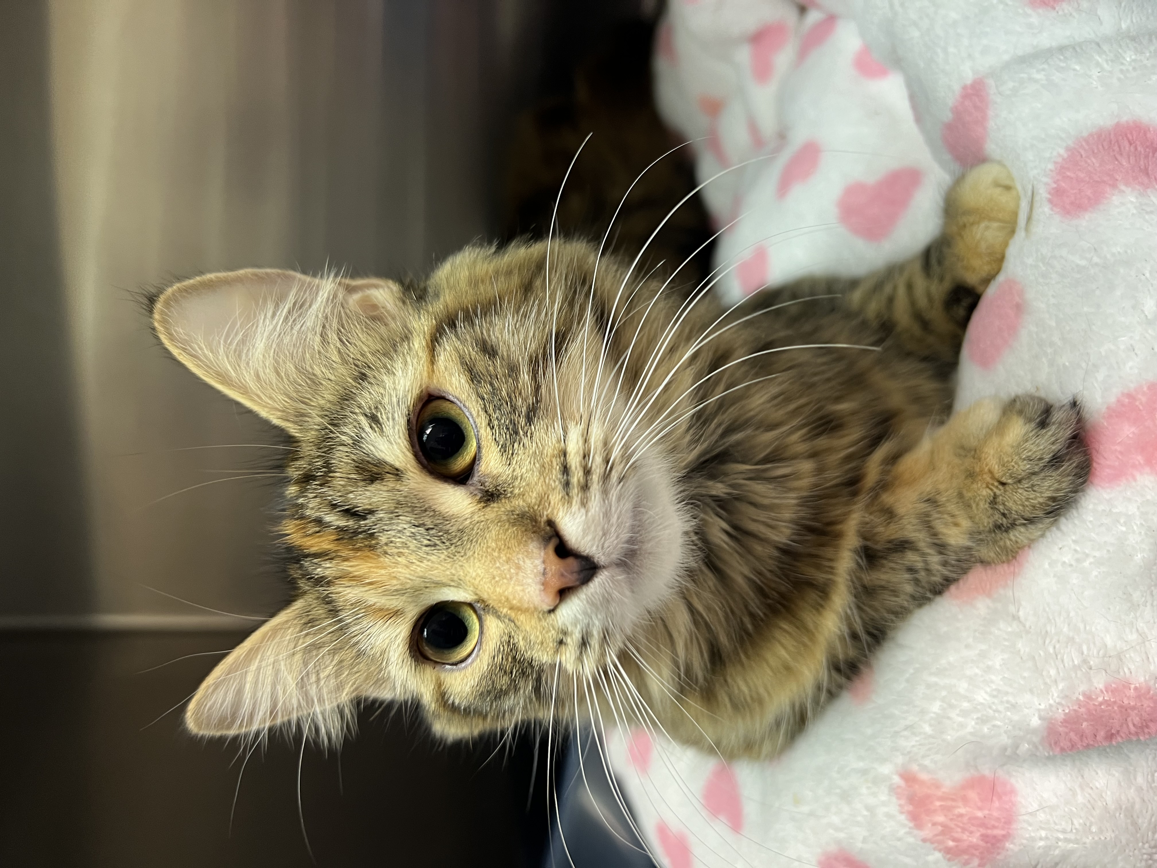 Starla, Adopted, Adult Female Domestic Medium Hair.