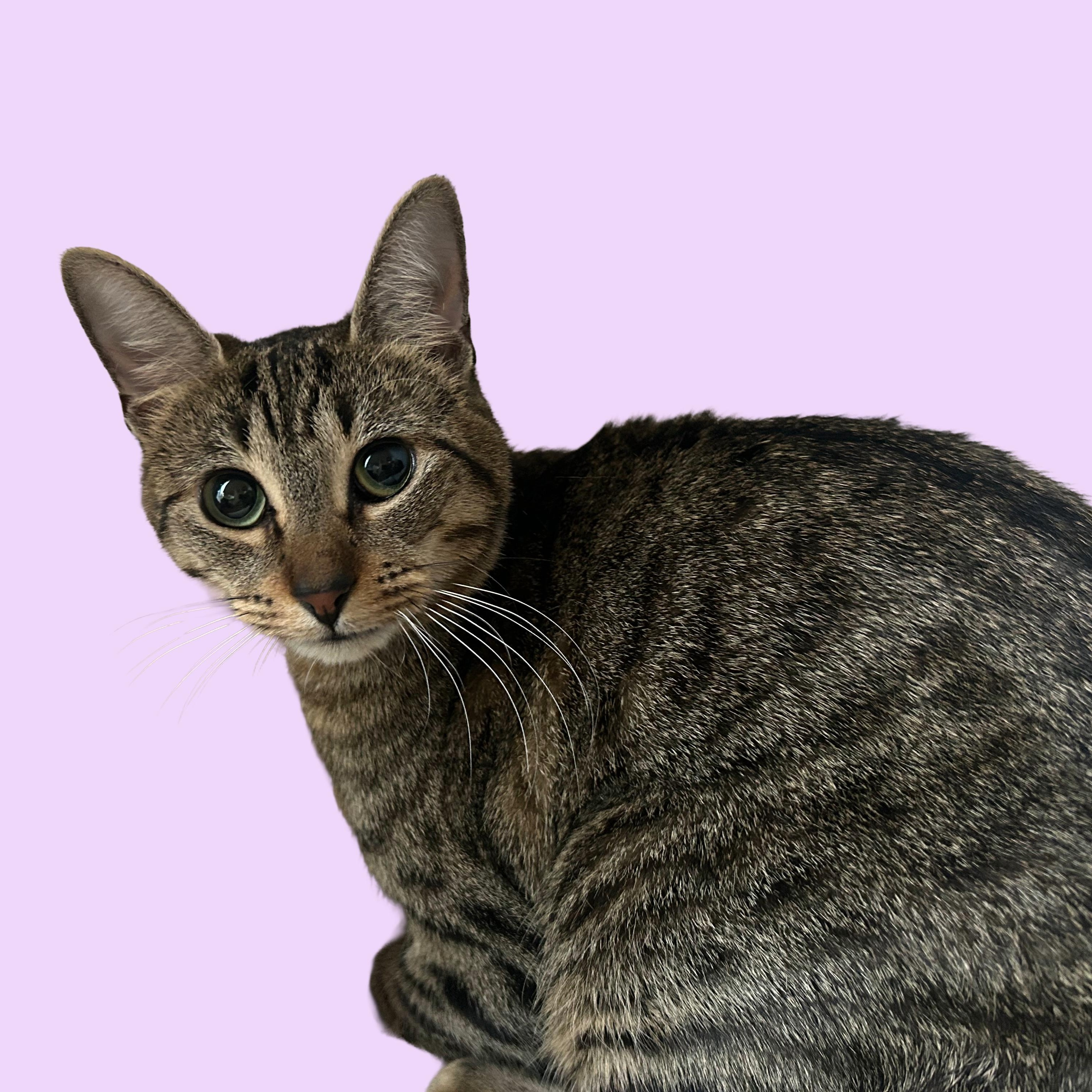 Maira, Adoptable, Kitten Female Tabby & Domestic Short Hair.