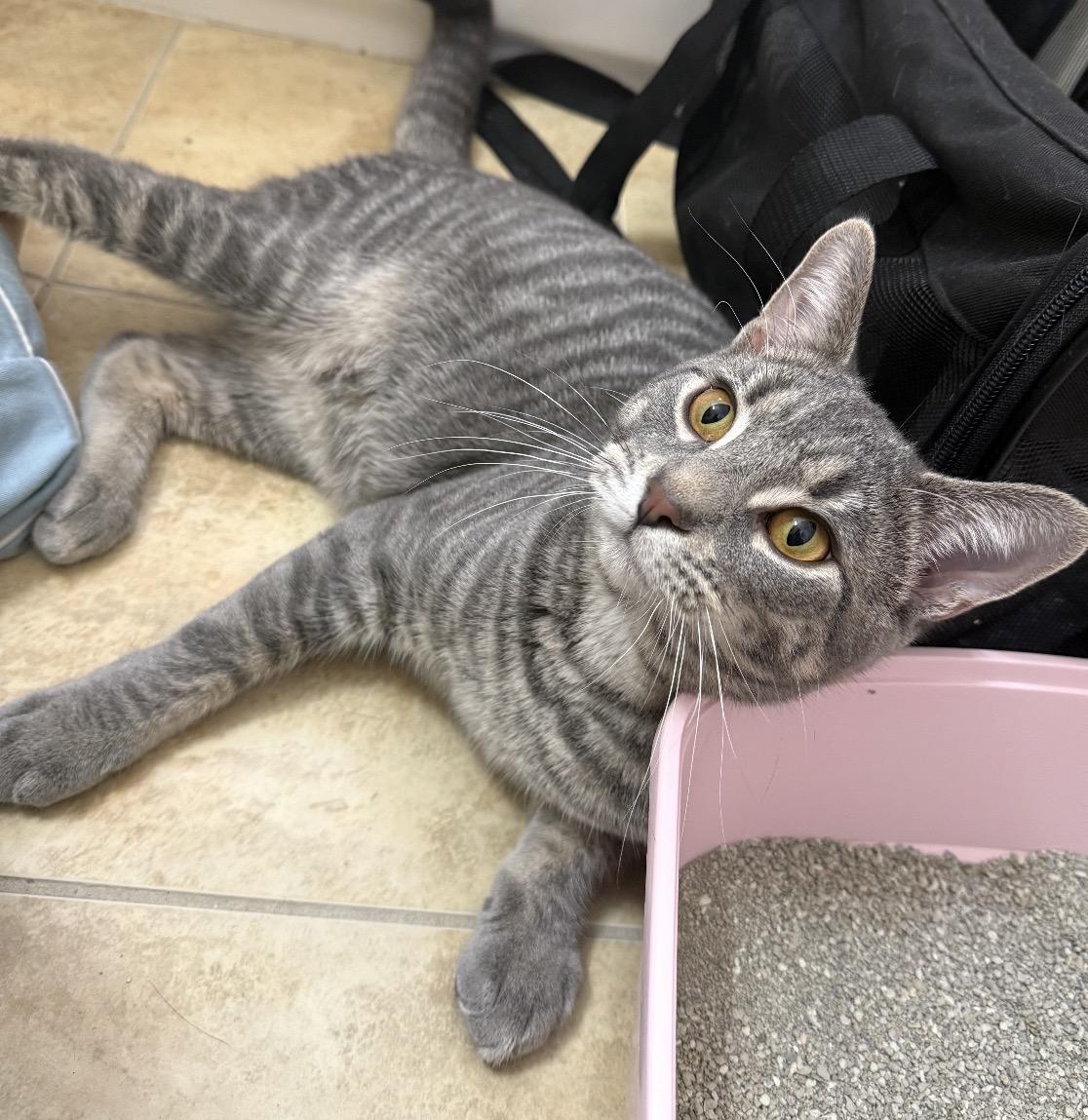 Enlarge Max ( Social , Fun , Lovable), an adoptable Domestic Short Hair in Staten Island, NY image 5/6