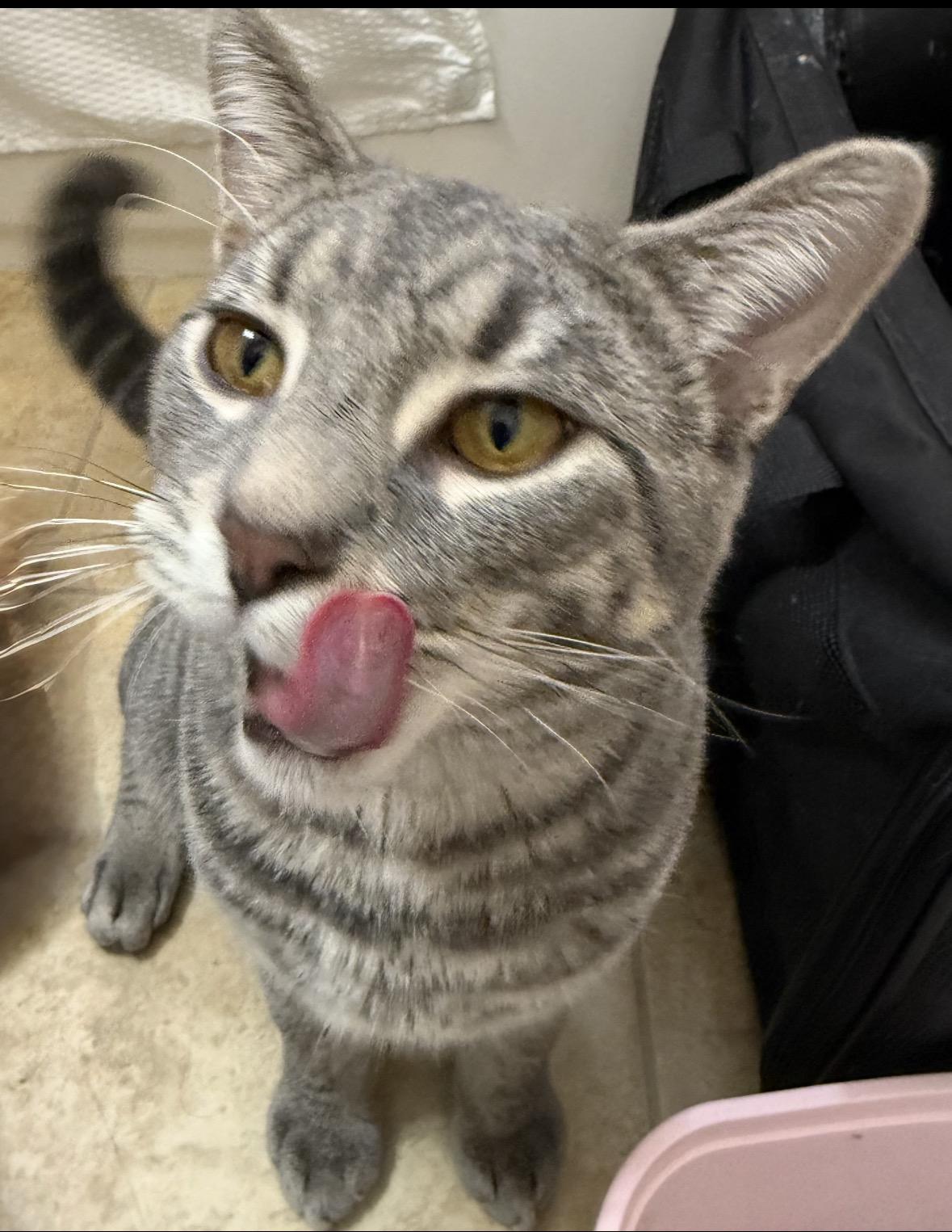 Enlarge Max ( Social , Fun , Lovable), an adoptable Domestic Short Hair in Staten Island, NY image 1/6