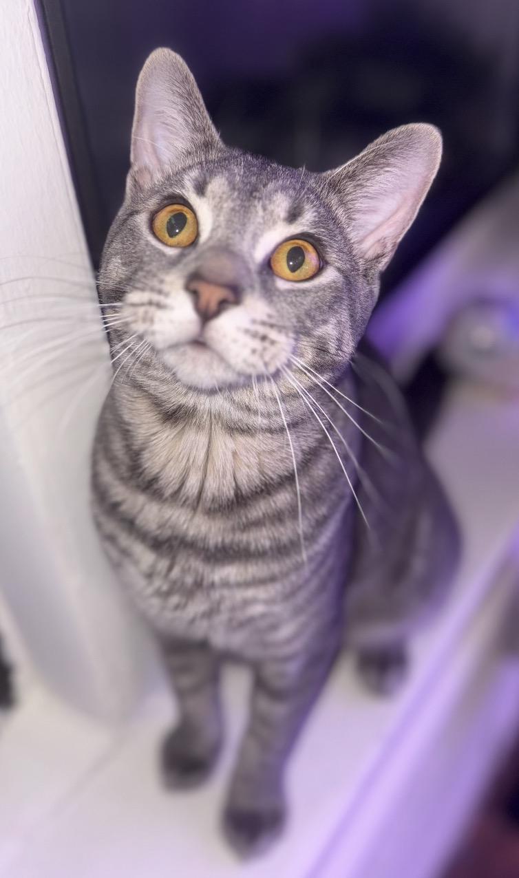 Enlarge Max ( Social , Fun , Lovable), an adoptable Domestic Short Hair in Staten Island, NY image 2/6