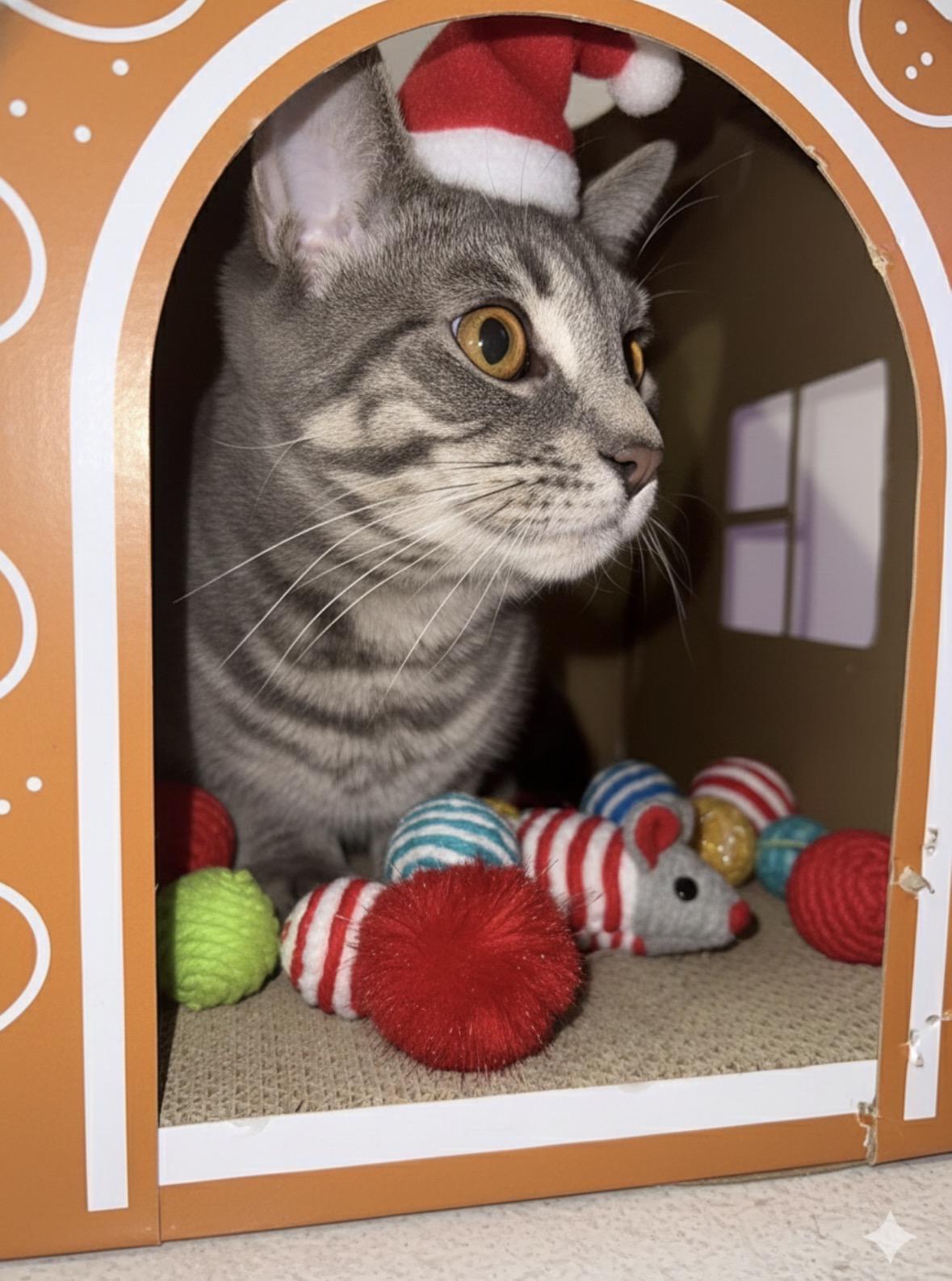 Enlarge Max ( Social , Fun , Lovable), an adoptable Domestic Short Hair in Staten Island, NY image 3/6