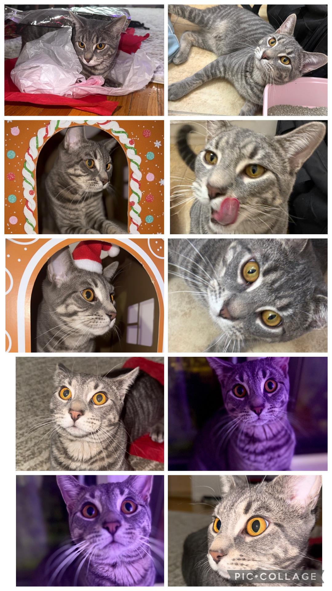 Enlarge Max ( Social , Fun , Lovable), an adoptable Domestic Short Hair in Staten Island, NY image 4/6