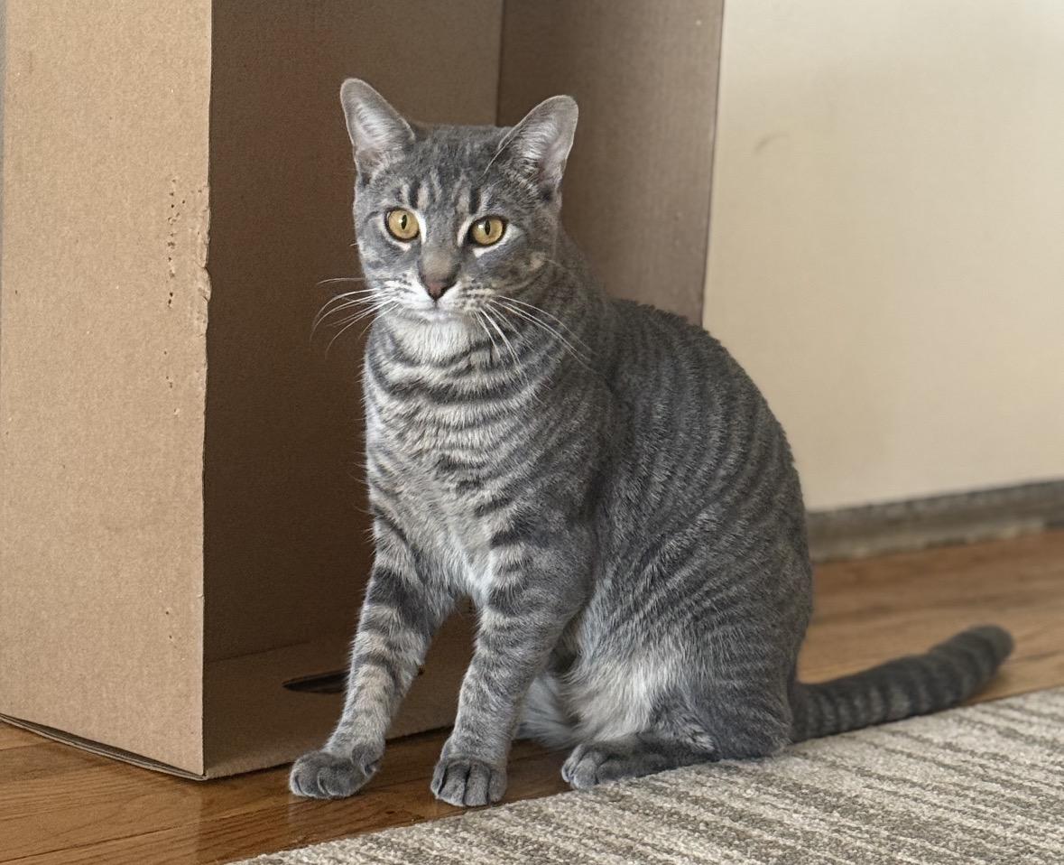 Enlarge Max ( Social , Fun , Lovable), an adopted Domestic Short Hair in Staten Island, NY image 1/6