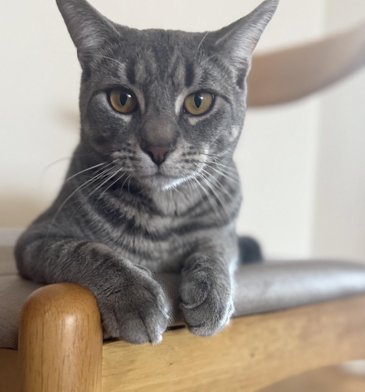 Enlarge Max ( Social , Fun , Lovable), an adopted Domestic Short Hair in Staten Island, NY image 2/6