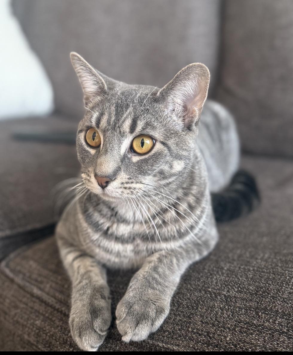 Enlarge Max ( Social , Fun , Lovable), an adopted Domestic Short Hair in Staten Island, NY image 3/6