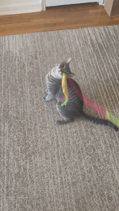 Enlarge Max ( Social , Fun , Lovable), an adopted Domestic Short Hair in Staten Island, NY video 6/6