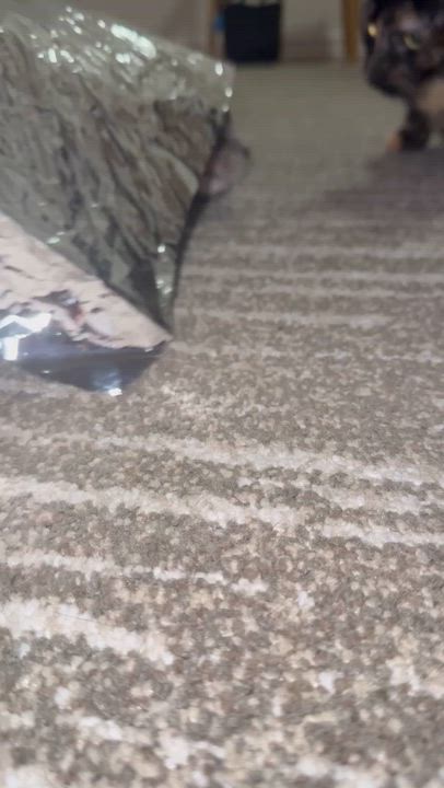 Enlarge Max ( Social , Fun , Lovable), an adoptable Domestic Short Hair in Staten Island, NY video 6/6