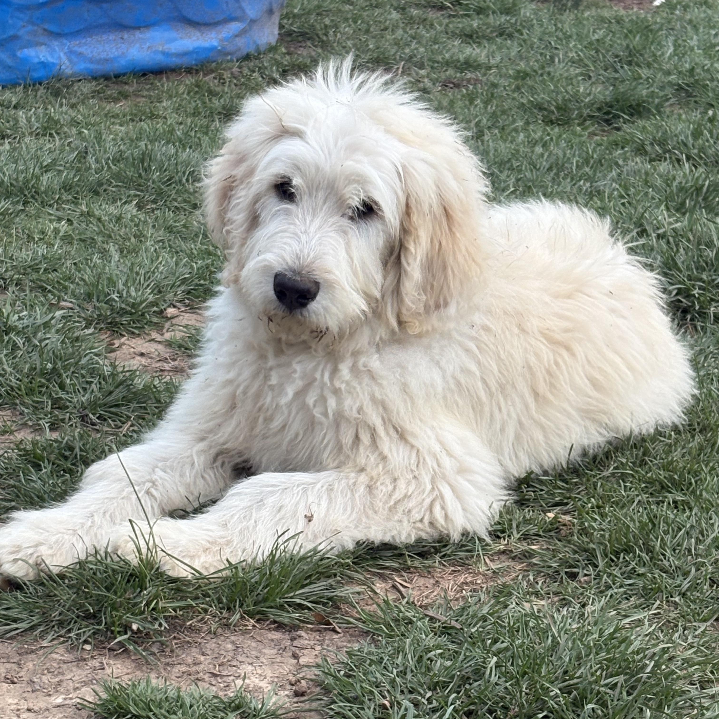 Enlarge Zero, an adopted mixed breed in Knoxville, TN image 1/2