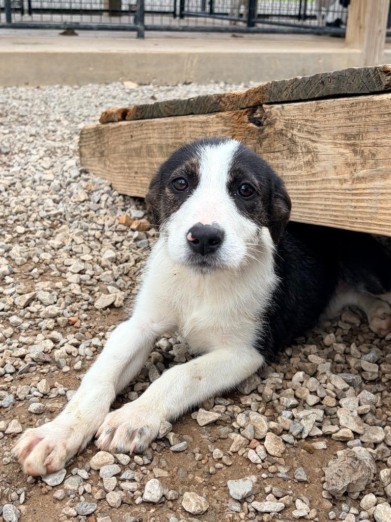 Dakota, Adoptable, Puppy Female Mixed Breed.