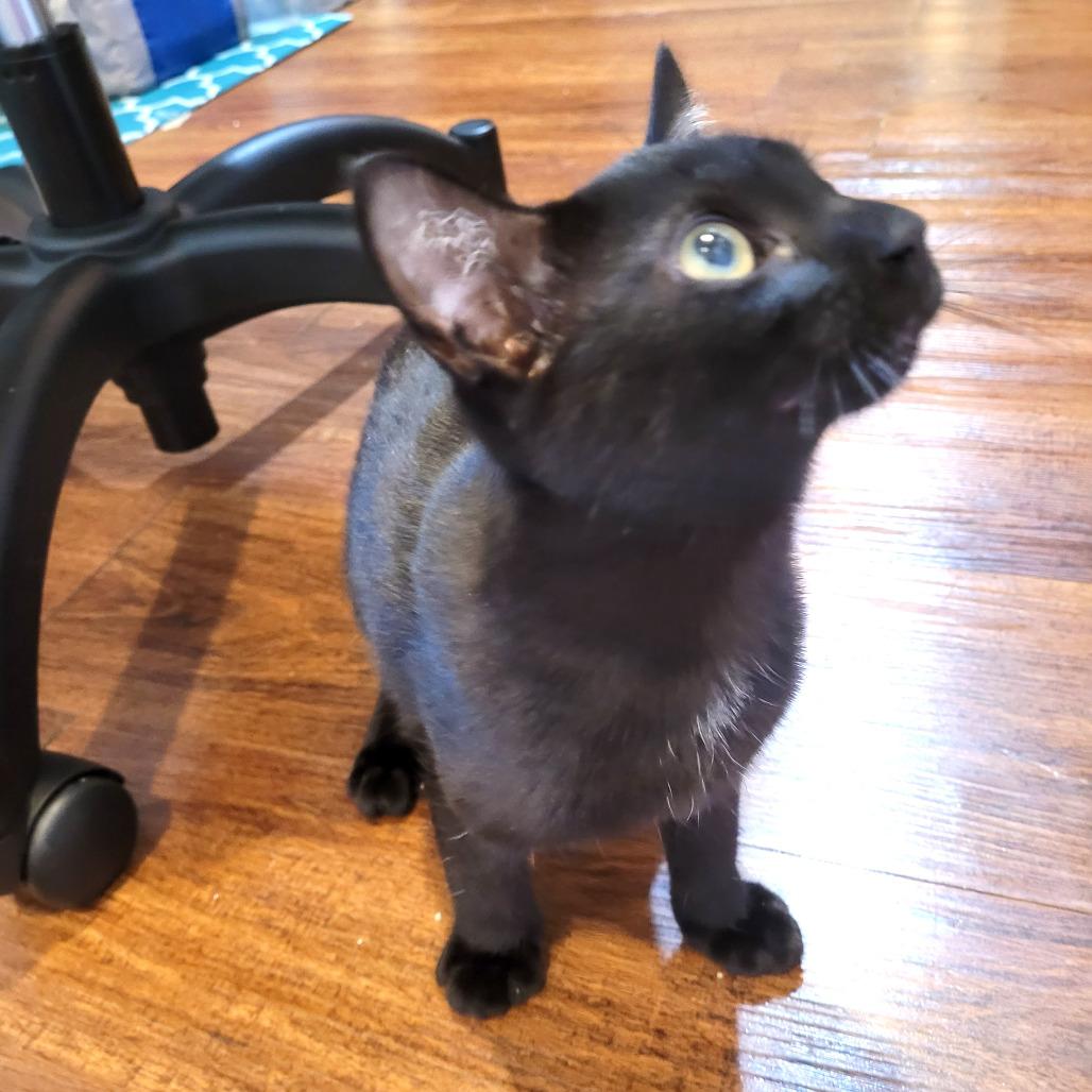 Enlarge Dove, a Adoptable Domestic Short Hair in Houston, TX image 1/4