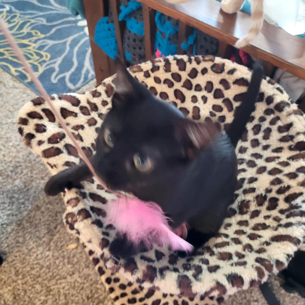 Enlarge Dove, a Adoptable Domestic Short Hair in Houston, TX image 2/4