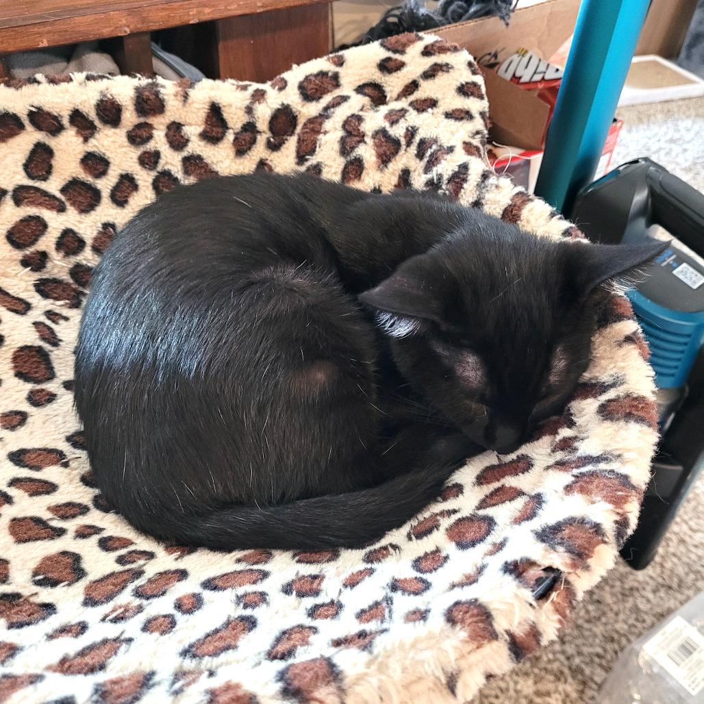 Enlarge Dove, a Adoptable Domestic Short Hair in Houston, TX image 3/4