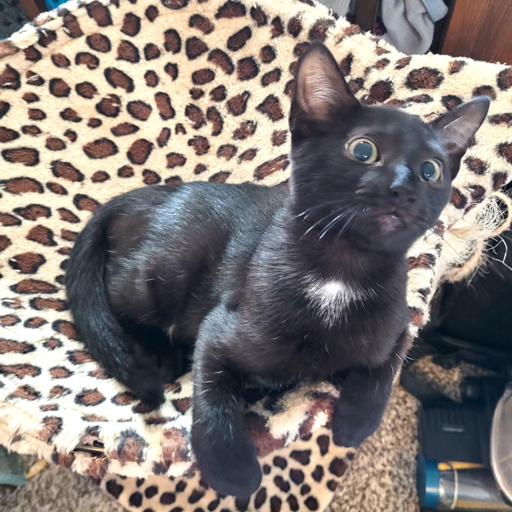 Enlarge Dove, a Adoptable Domestic Short Hair in Houston, TX image 4/4