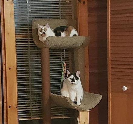 Beth, Adoptable, Adult Female Domestic Short Hair.