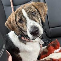 Enlarge Fraser, a Adopted mixed breed in Albany, NY image 1/1