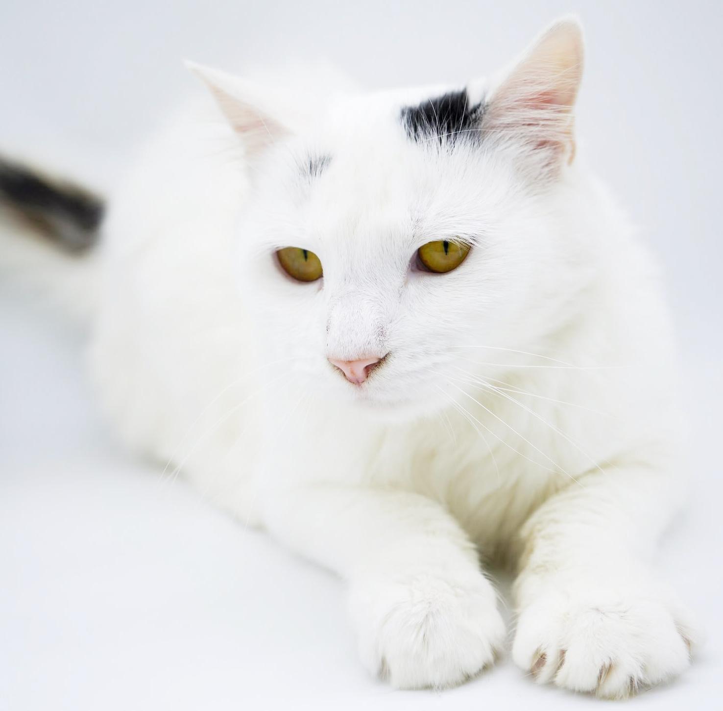 Enlarge Flora is FANTASTIC - super cutie super soft snuggly!  BONDED WITH FINN - video!!, a Adoptable mixed breed image 2/6