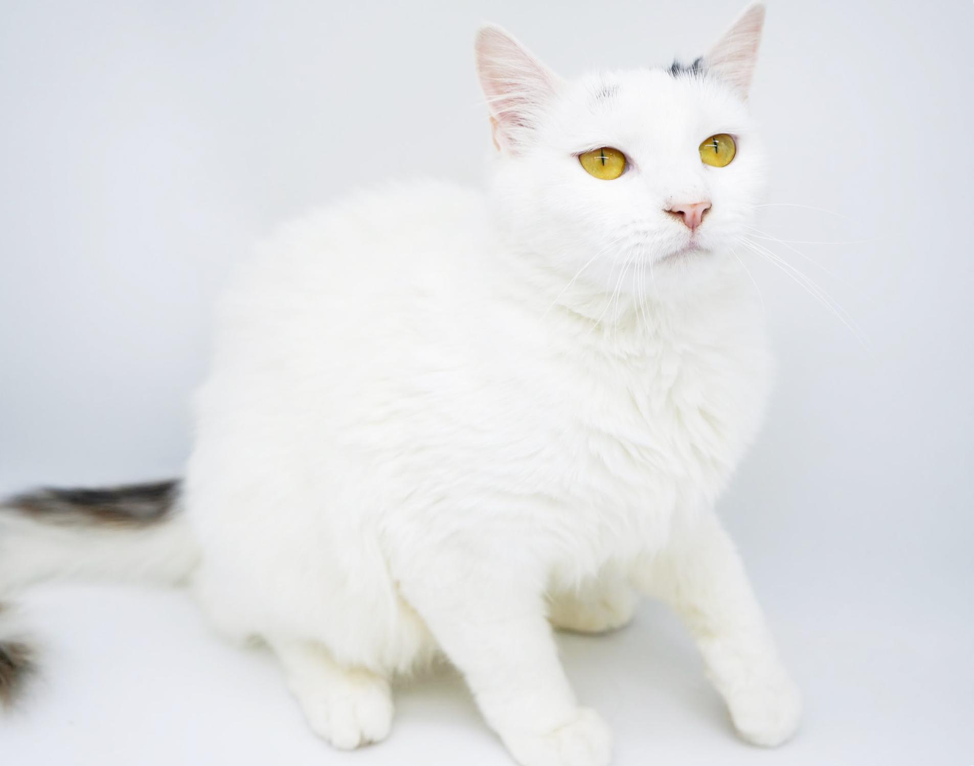 Enlarge Flora is FANTASTIC - super cutie super soft snuggly!  BONDED WITH FINN - video!!, a Adoptable mixed breed image 3/6