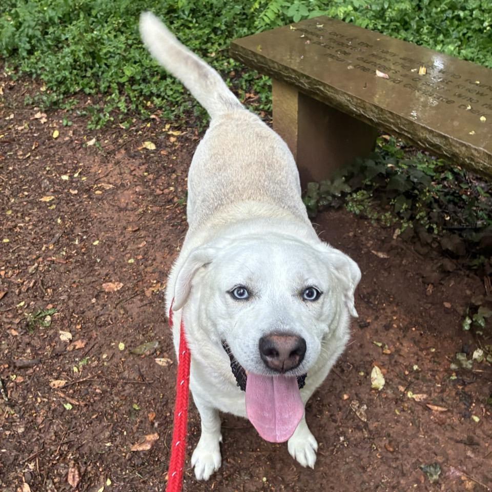 Asher, Adoptable, Senior Male Husky & Mixed Breed.