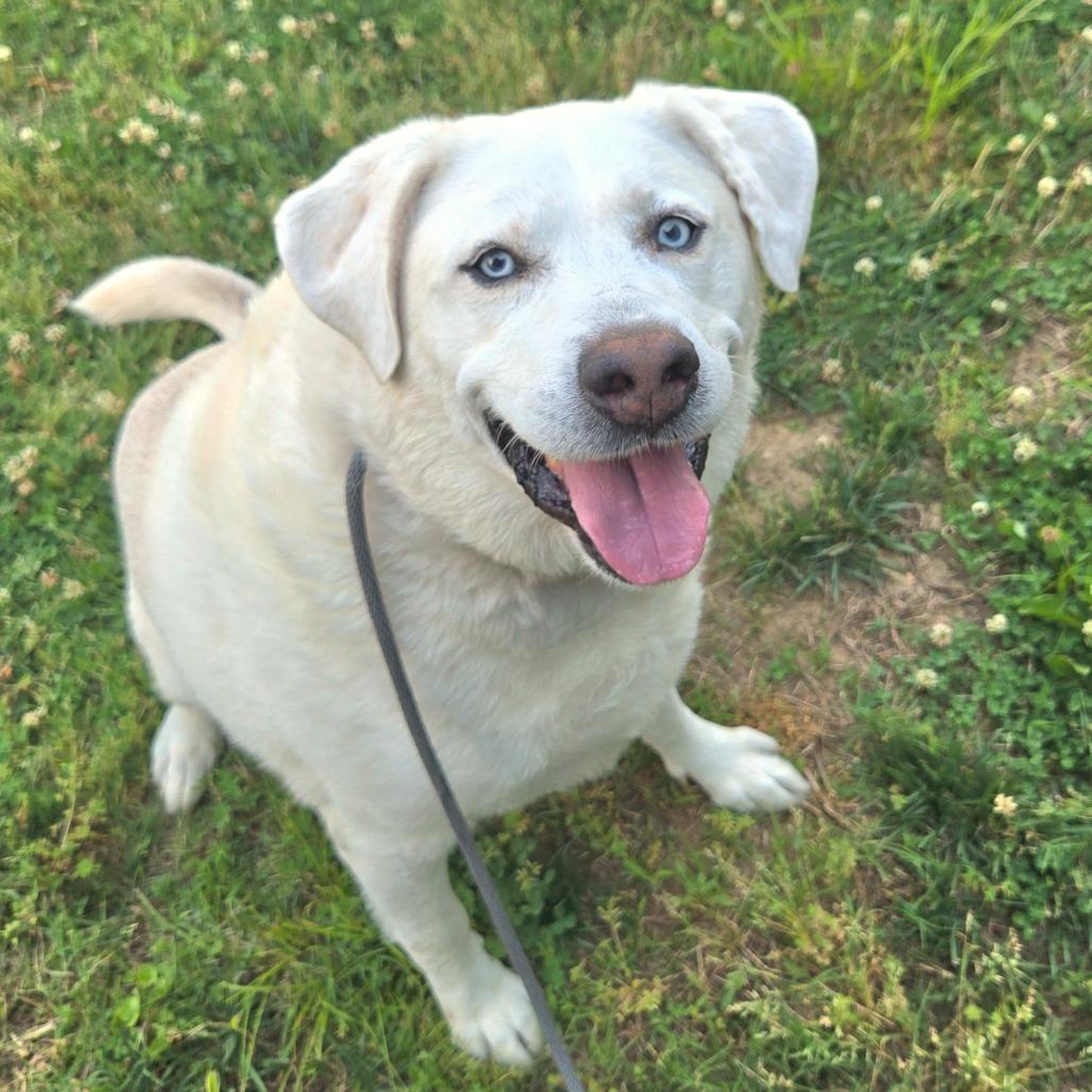 Asher, a Adoptable mixed breed in Chattanooga, TN image 2/6