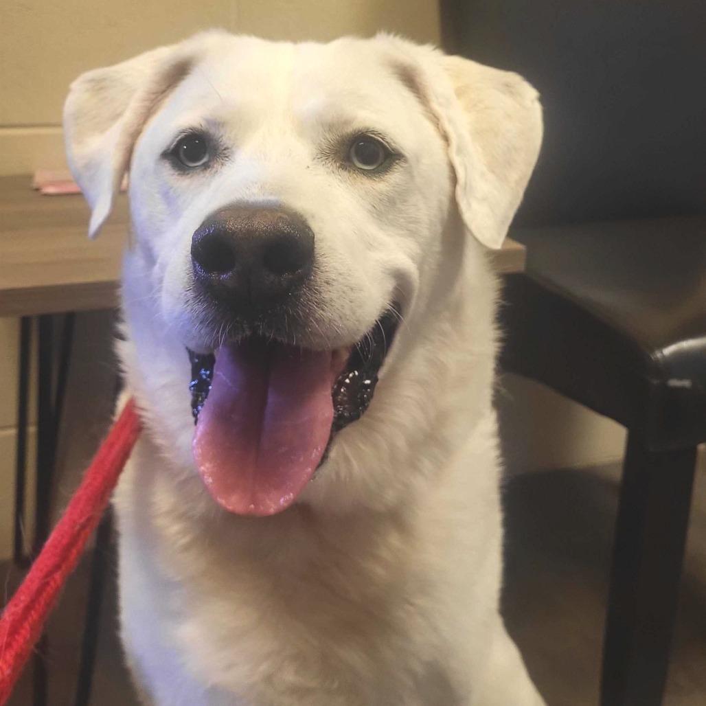 Asher, a Adoptable mixed breed in Chattanooga, TN image 4/6