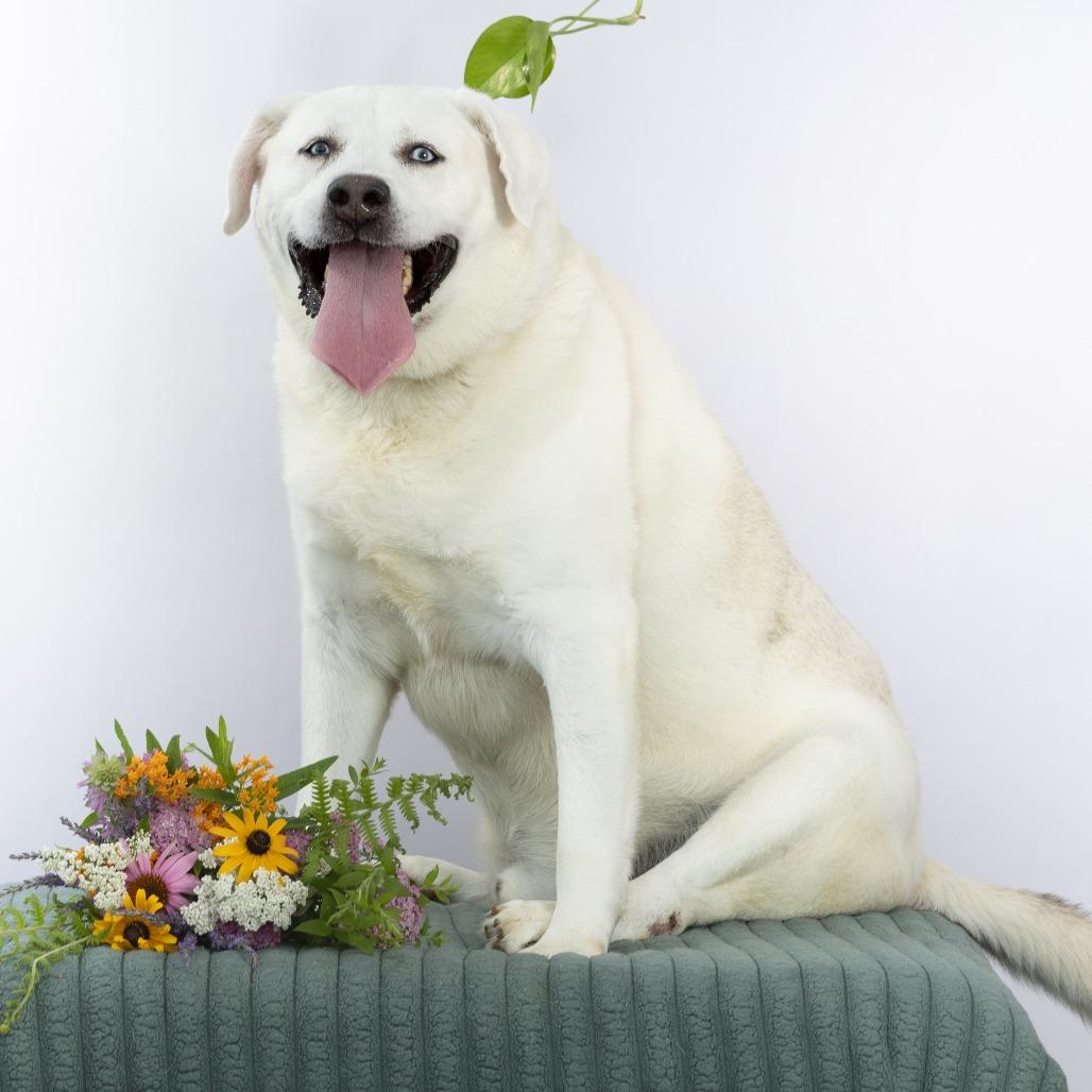 Asher, a Adoptable mixed breed in Chattanooga, TN image 5/6