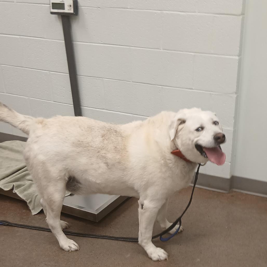 Asher, a Adoptable mixed breed in Chattanooga, TN image 6/6