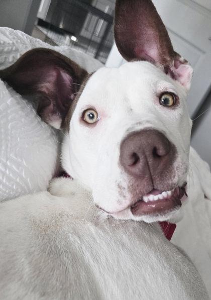 Zumi, Adoptable, Adult Female Mixed Breed.